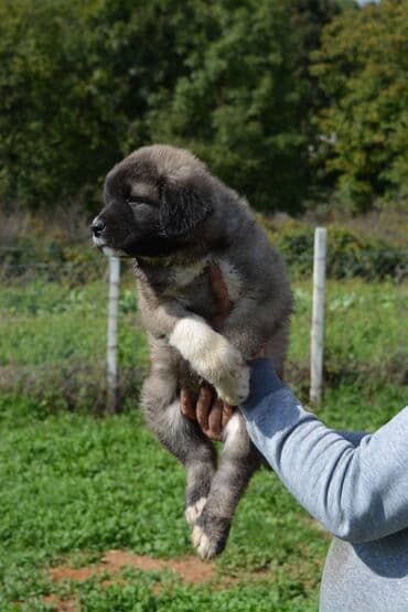 Životinje: Odgajivačnica "Joxateam kennel" prodaje štenad Kavkaskog ovcara od — 1