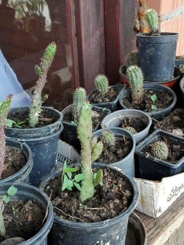 decije sobe za devojcice: Kaktusi — 1