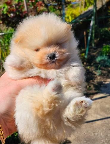 Najlepsi Pomeranci Boo samo u Pom_Hash_Starsu, bebe najkrace njuskice na lalafo.rs Najlepsi Pomeranci Boo samo u Pom_Hash_Starsu, bebe najkrace njuskice