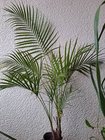 sijalice u boji za sobu: Palma Areca, 140 centimetara visina, jednostavna za odrzavanje — 1