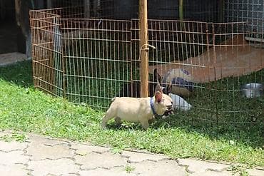 slatki mali psi: Francuski Buldog štenci Odgajivačnica UŠTICA ima u ponudi štence rase — 3