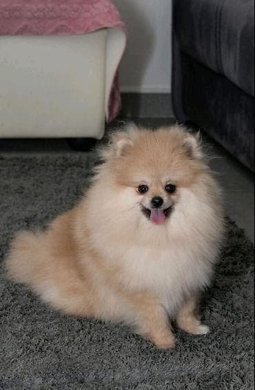 akvarijum kugla cena: Muzjak i zenka Pomeranca. Starost 7 meseci. Cena na upit. Informacije — 1