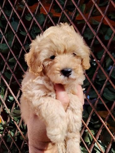 maltezeri cena: Dostupni za preuzimanje MALTIPOO prelepi, razigrani stenci, 4 decaka — 3