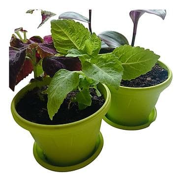 visece biljke: - Raznolik set dekorativnih sobnih biljaka - Tradescantia zebrina — 4