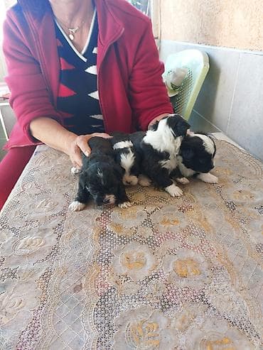 maltezeri štenci: Štenci – crno‑belo šareno leglo - Štenci malog rasta, pahuljaste — 2