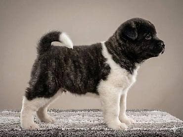 Oprema za kućne ljubimce: Američka Akita štenci Odgajivacnica TOP WINNER PUPPY sa ponosom — 3