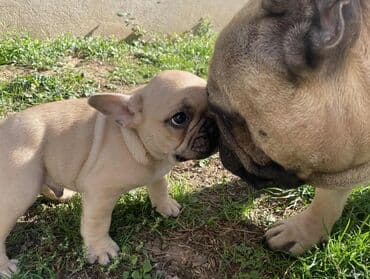 Oprema za kućne ljubimce: Francuski buldog – štene fawn (bež) boje sa crnom maskom. Kratka — 3