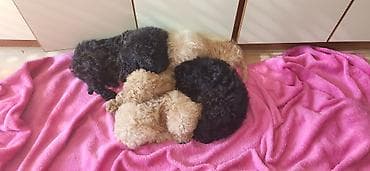 Mačke: Rasa: pudla (toy/mini tip) Štenci: više štenaca u leglu, crne i — 4