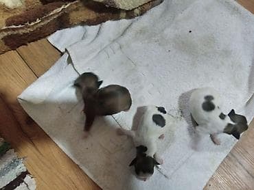 Kraljevski pekinezeri