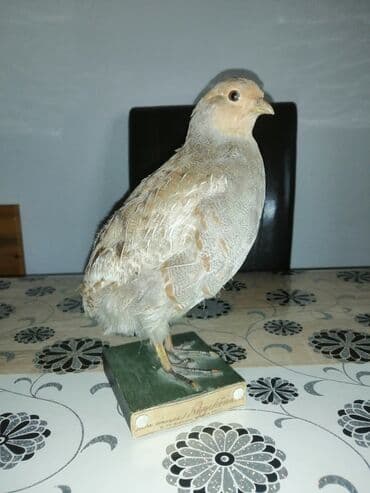 Preparirana ptica — 8