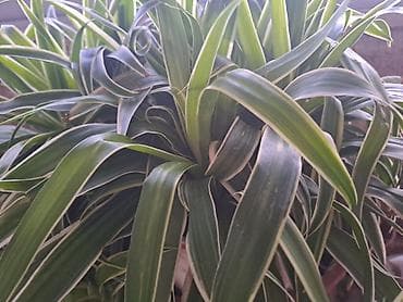 metraza svila: Chlorophytum, velika biljka sa prve slike je 500, sa druge, trece i — 6