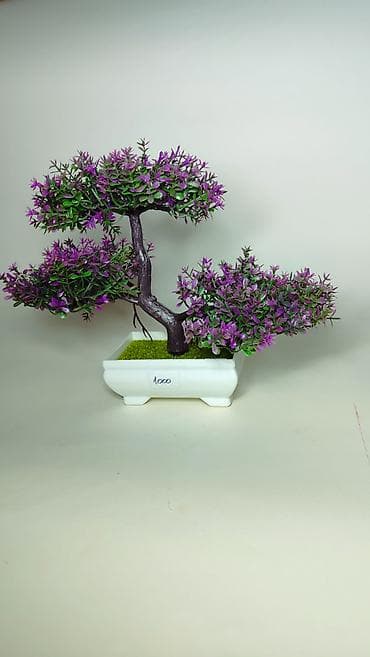 Kućni dekor: Dekorativno bonsai drvo u saksiji - Realistična bonsai kompozicija sa — 1