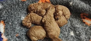 Cats: Poodleverse kennels oglasava za rezervaciju musku stenad crvene pudle — 2