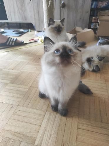 poklanjam mace: Ragdoll mačići – blue point rođeni 02.04. - Prelepi ragdoll mačići sa — 6