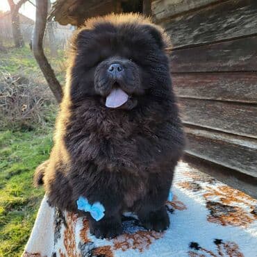 Životinje: Štenci Čau Čau Chow Chow stari četiri meseca dostupni za prodaju — 6