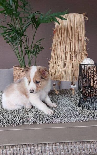 beli doberman cena: Border koli/collie štenci. Vakcinisani i očišćeni od parazita, 2 — 6