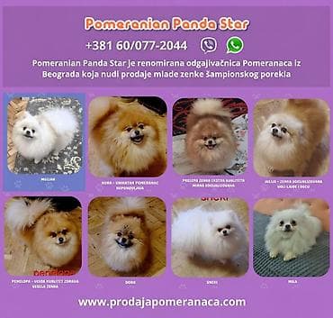 para ps: Pomeranian Panda Star je renomirana odgajivačnica Pomeranaca iz — 1