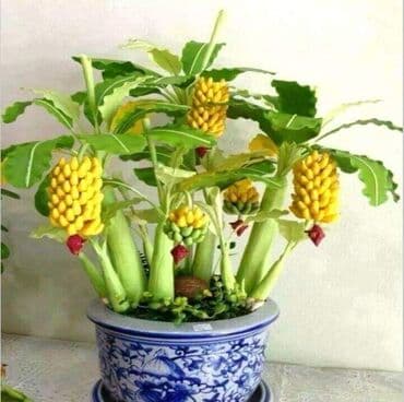 dihondra seme prodaja: █▬█ █ ▀█▀ *** EXTRA PONUDA *** Minijaturna banana CENA: 550din/50 — 1
