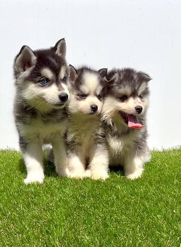 stenci na prodaju novi sad: Pomsky-pomski (pomeranac + haski) Pomsky mužjaci i ženke, u pitanju je — 6
