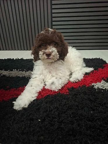 pudle toy cena: Lagotto Romagnolo – rezervacija stenaca Dostupno novo leglo pasa rase — 4