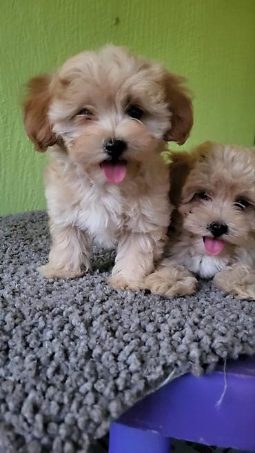 patuljasti snaucer cena: Maltipoo stenci ostenjeni 11.04.2026. Majka mini maltezer a otac — 5