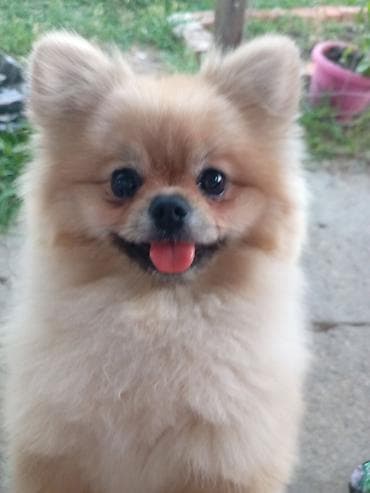 psi poklon: Pomeranac (Spitz) – prelep, kompaktan ljubimac - Rasa: patuljasti — 1