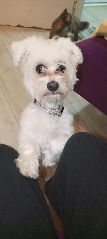 pas pomeranac slike: Mali pas rase tipa maltez (beli), teška 3 kg ne raste više ima god — 3