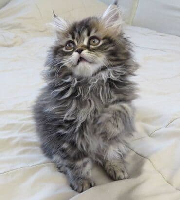 Predivni persijski mačići, rođeni 1.08.2025. Naučeni na posip