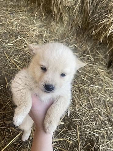 Štene mesanci otac zlatni retriver retrivera tek prijeli nisu