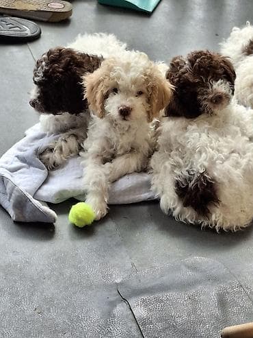 mali psi za stan: Štenci kovrdžavog, male veličine, bele i braon boje - — 1