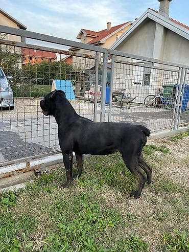 pepco zivotinje: Kane korso – ženka - Snažna, atletska građa, široka glava i izražen — 4