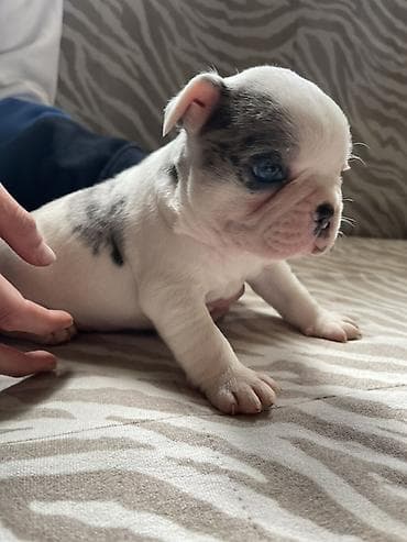 američki staford štene: Francuski buldog štenci – merle šara - Prelepi štenci francuskog — 3
