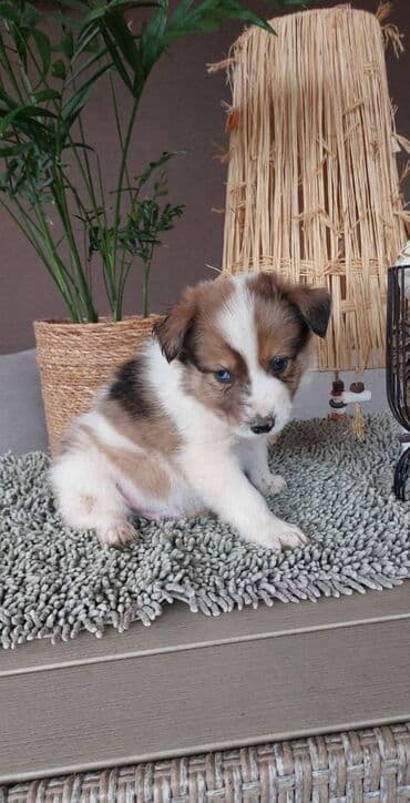 beli doberman cena: Border koli/collie štenci. Vakcinisani i očišćeni od parazita, 2 — 5