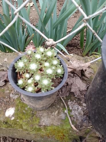 fotelje za terasu: Sukulenti u saksijama – više vrsta - Sedum (različite sorte) — 9