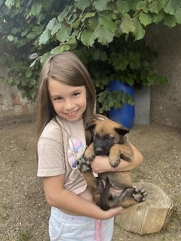 Pets & Animals: Čistokrvni štenci malinoa rodjeni 02.05.2026. Godine Od rasnih — 1