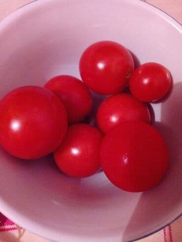 Sve za vikendicu i baštu: Seme paradajza! Crveni jabučar Žuti jabučar Narandžasti jabučar — 17