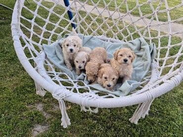 stenci na poklon beograd: Maltipoo štenci MALTIPOO štenci izuzetnog kvaliteta i izgleda, veoma — 9