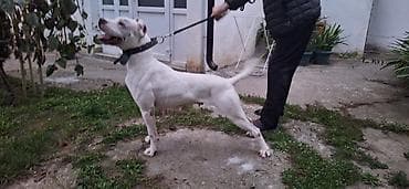 Ptice: Odgajivacnica Life energy by Gile u ponudi ima muzjaka i zenku Dogo — 7