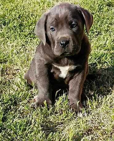 psi: Kane Korso štenci Odgajivačnica Cane Corso Kennel Heavenly Kingdom FCI — 6