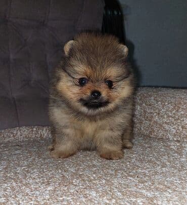 Donji delovi trenerke: Pomeranski špic (štenci) mužjak i ženka uskoro spremni za preuzimanje — 4