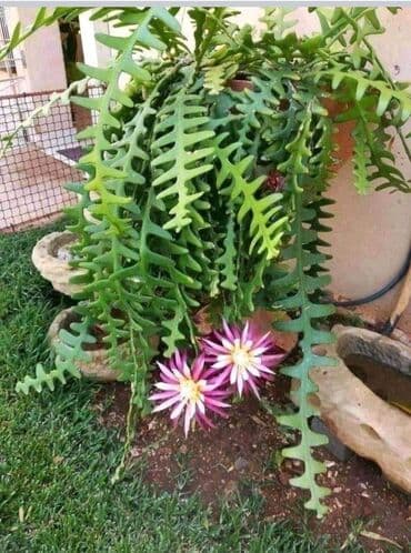 sobne peci na pelet polovne: Zig-Zag kaktus otporan cveta roze boje .Prodaje se sa prve slike — 3