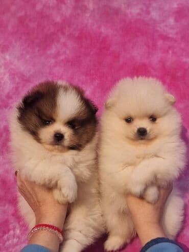 Dogs: Pomeranac Boo. Stenci pomeranca vrhunskog kvaliteta,vakcinisani uredno — 3