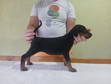 kovrdzavi psi: Vrhunski Doberman štenci 6 nedelja stari, vakcinisani i redovno — 1