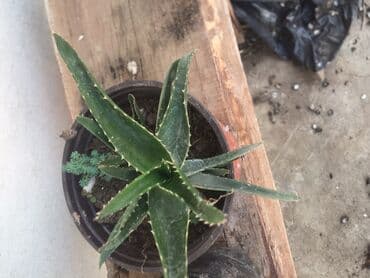 aloja slike: Aloja 300 dinara — 1