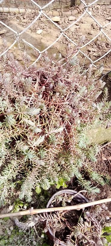 trake za spavanje: Sobne i ukrasne biljke u saksijama – više vrsta - Syngonium — 7