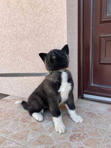 american bully psi: Američka Akita Na prodaju štenci Američke Akite 5 ženki i 3 — 5