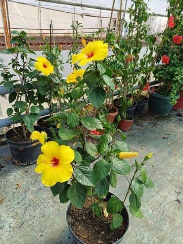 uradi sam boja za tekstil: Hibiskus vise boja po super ceni — 7