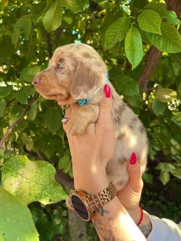 egzoticne ptice prodaja: Odgajivacnica pasa "Happy Puppies" ima u ponudi patuljaste jazavicare — 9