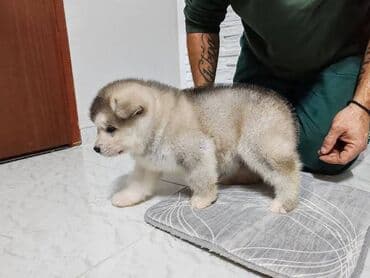 Pet Equipment & Accessories: Aljaski malamut štenci Štenci aljaskog malamuta spremni za — 8