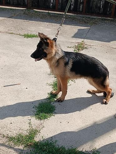 kapi za pilice: Mužjak Nemačkog Ovčara na prodaju. Star 5 meseci. Vakcinisan — 4